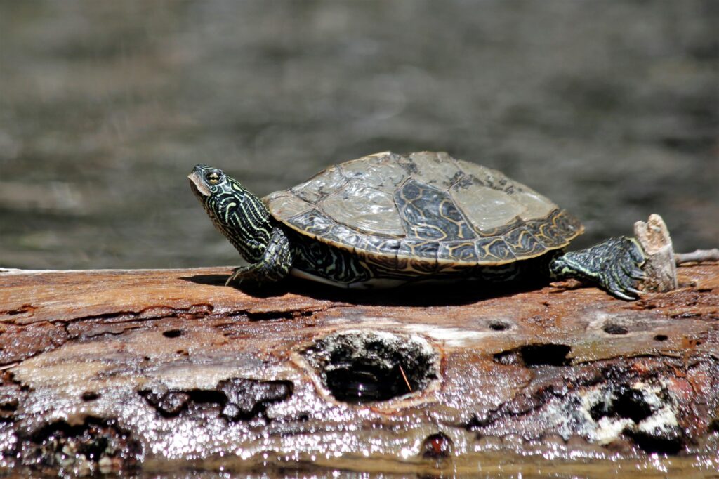 Basking and shedding scutes. Credit: Kayla Martin